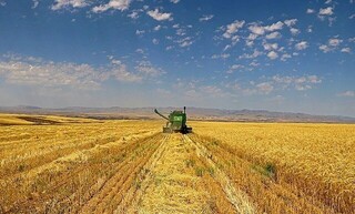 ۸۰ درصد گندم مصرفی خراسان شمالی وارد می شود
