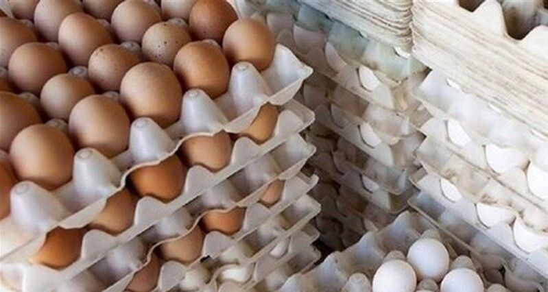 کمبود مرغ به تخم‌مرغ رسید/ روزانه بیش از ۶ تن تخم مرغ در گناباد تولید می‌شود