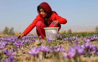 پیش‌بینی کاهش ۳۵ درصدی تولید زعفران در خراسان رضوی طی سال جاری