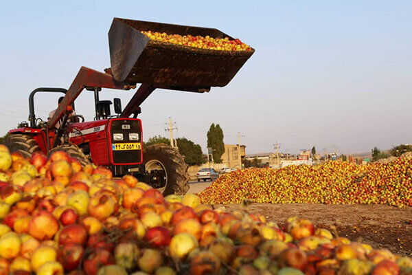 خرید تضمینی سیب صنعتی اجرایی نشد/انباشت ۳۰۰ هزارتن سیب در جاده‌ها
