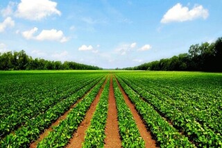 دست کوتاه اردبیل از بازارهای جهانی کشاورزی/ صنایع تبدیلی ایجادشود