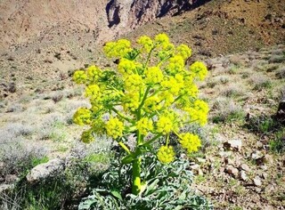 کوهسرخ، مهمترین رویشگاه گیاه دارویی آنغوزه در کشور