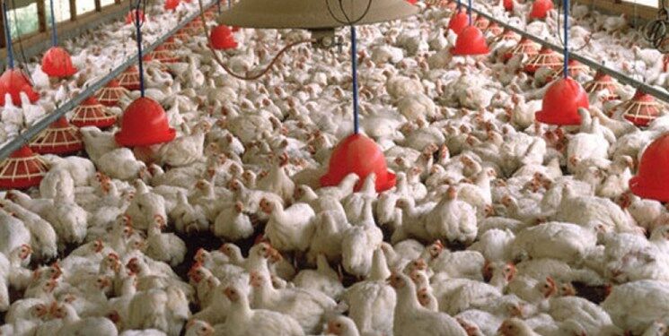  کوچ تلخ سرمایه‌گذاران از صنعت مرغداری/قطار مشکلات تولیدکنندگان به ایستگاه صنعت مرغداری رسید