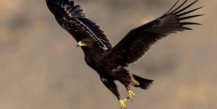 ثبت عقاب خالدار بزرگ برای اولین بار در همدان