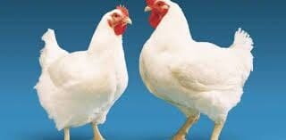 حریمه گرانفرشی مرغ