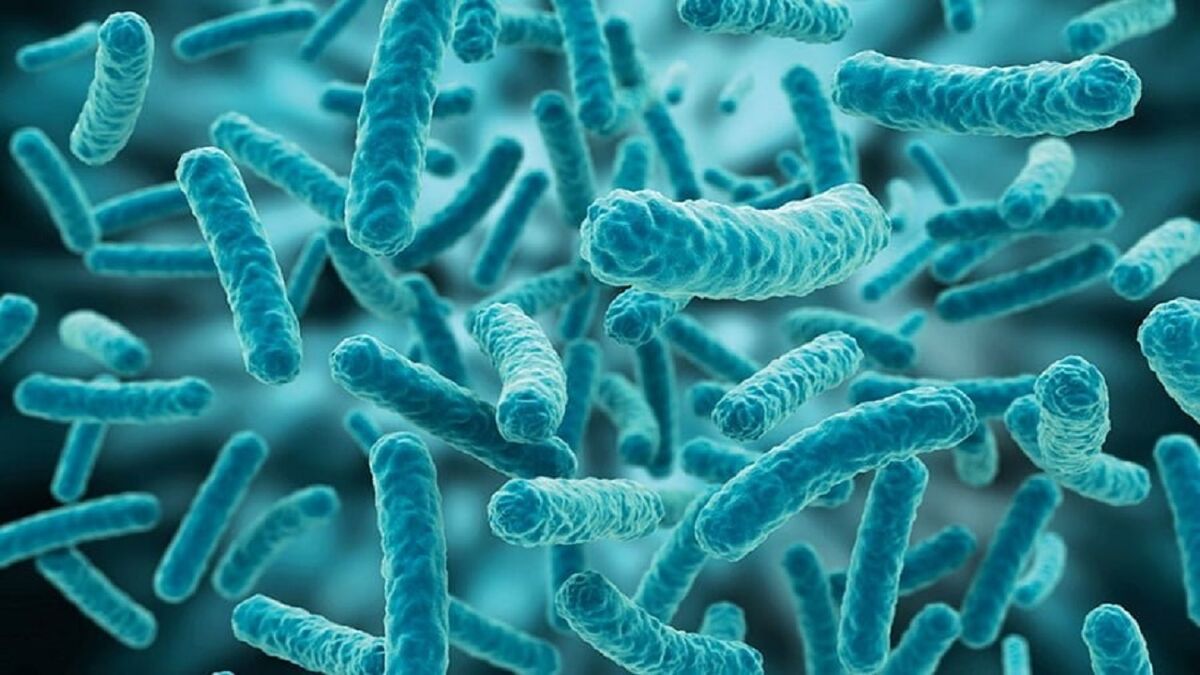 رابطه شگفت انگیز باکتری‌های دستگاه گوارش با سلول‌های ایمنی