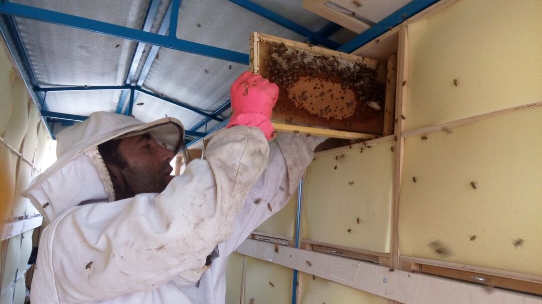  از داروهای تقلبی تا مافیای زنبور عسل