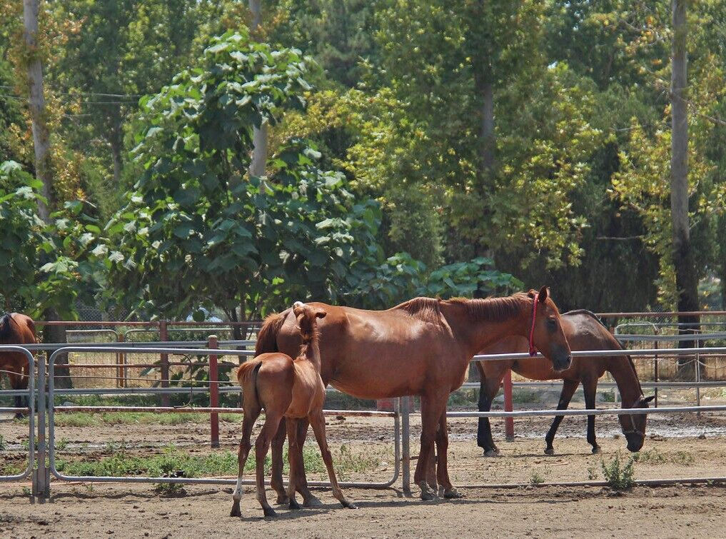 پرورش اسب در گلستان، صنعتی اشتغالزا نیازمند سرمایه‌گذاری