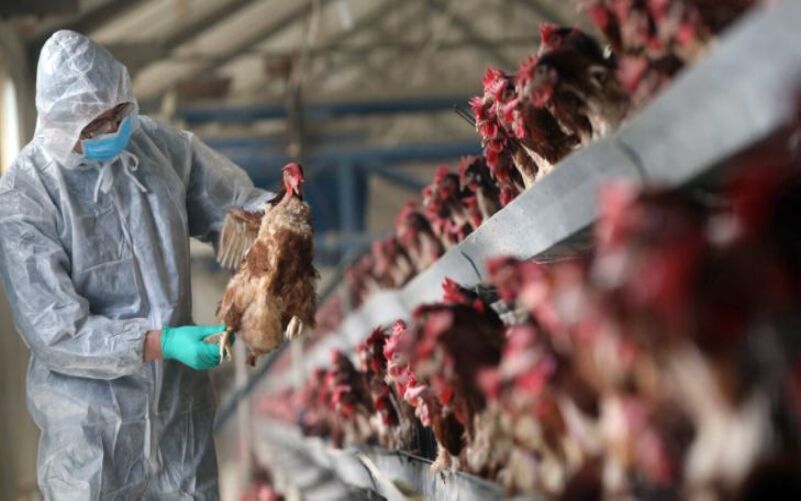 آماده باش شیراز برای مقابله با آنفلوانزای فوق حاد پرندگان