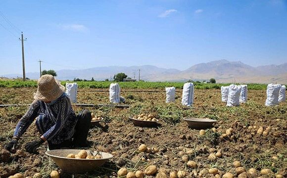  موافقت هیات دولت با امهال وام‌های کشاورزان خسارت‌دیده از خشکسالی 
