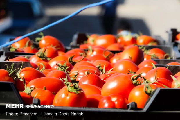 ۱۱۰ تن گوجه‌فرنگی تولیدی گلخانه‌های خاش به خارج از کشور صادر شد
