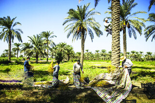 افتتاح و کلنگ زنی ۱۰۴ طرح کشاورزی در بوشهر