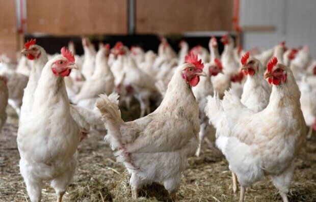 مرغ زنده همچنان در بانه مشتری دارد/ کشتارگاه های کم رونق