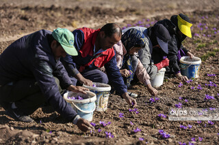 رونق اقتصاد کشاورزی تربت‌ حیدریه با معرفی زعفران به گردشگران