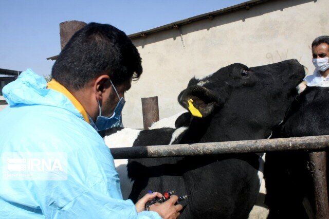 ​واکسیناسیون ۱۷ هزار راس دام سبک در اردوی جهادی دامپزشکی