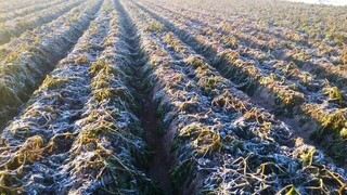 سرما بیش از ۳۰۰۰ میلیارد ریال به تولیدات گیاهی خراسان رضوی خسارت زد