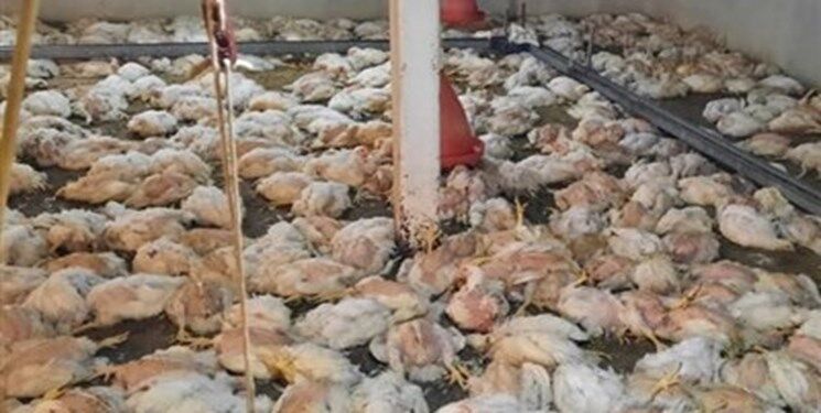  کرونای مرغی موجب نابودی ۴ هزار قطعه جوجه شد/ «انگارا» به جان مرغ های سبزوار افتاد 