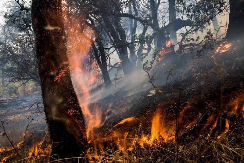 امسال ۶ هزار و ۷۰۰ هکتار از جنگل‌های کشور طعمه حریق شد
