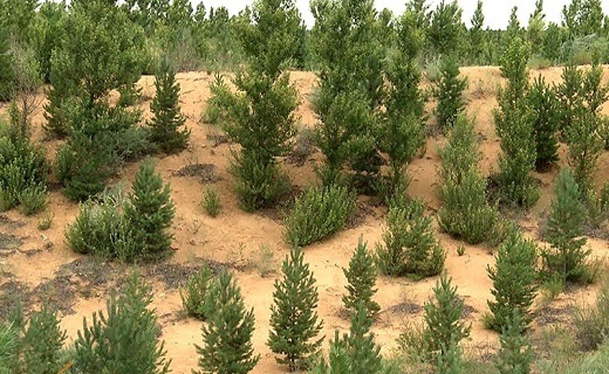 خراسان رضوی رتبه نخست کشور را در ایجاد جنگل دست کاشت دارد