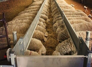 معیار های تعیین قیمت گوسفند زنده