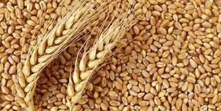 کاهش ۲۵ دلاری قیمت گندم در بازارهای جهانی