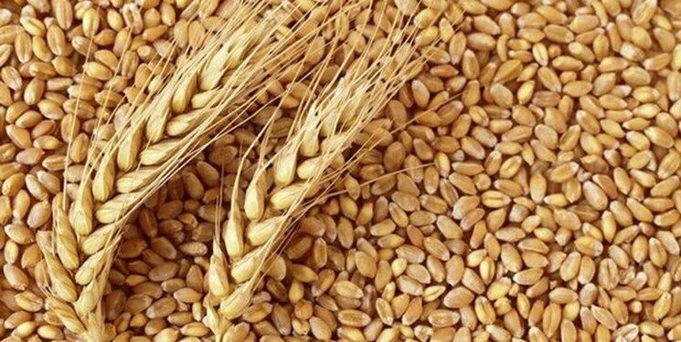 کاهش ۲۵ دلاری قیمت گندم در بازارهای جهانی