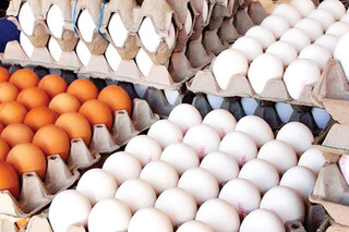 تولید تخم مرغ در خراسان رضوی مازاد بر نیاز است