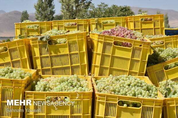 خراسان رضوی رتبه سوم تولید انگور کشور را دارد 

