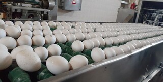 قیمت هر شانه تخم مرغ به ۵۳ هزار تومان رسید