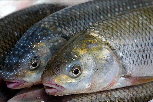 اعلام قیمت انواع ماهی در بازار تهران