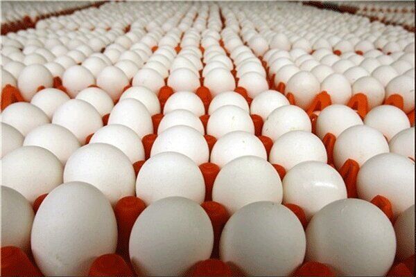  تخم مرغ ۱۳ هزار تومان گران تر شد