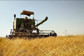 افزایش ۲۶ دلاری قیمت جهانی گندم در یک روز