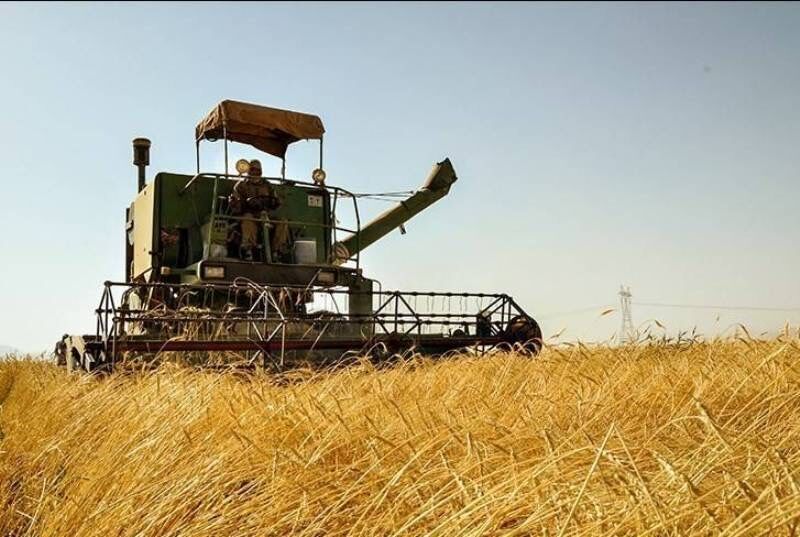 رشد ۳۳ دلاری قیمت جهانی گندم در یک روز 