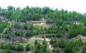 عزم دولت برای جنگل کاری در زنجان