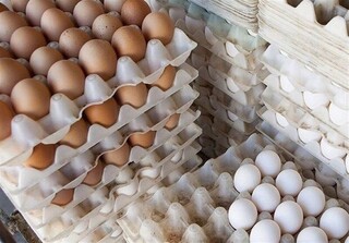 دلایل افزایش قیمت تخم مرغ/ تولید در ایده آل ترین شرایط است