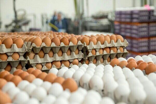 تخم مرغ صادر می‌شود 
