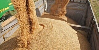 ورود یک میلیون تن گندم به کشور توسط شرکت بازرگانی دولتی ایران