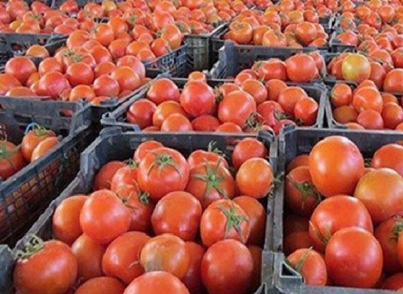 اخذ عوارض صادرات گوجه فرنگی در پیک برداشت منطقی نیست