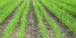 نخستین شوک افزایش هزینه‌های برنج به کشاورزان/ دولت به داد کشاورزان برسد