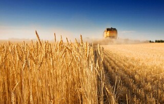 احتمال کاهش محصول گندم در جهان