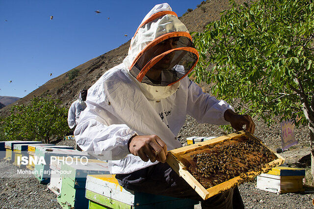 بیش از ۱۷۰۰تن شکر بین زنبور داران خراسان رضوی طی سال گذشته توزیع شد
