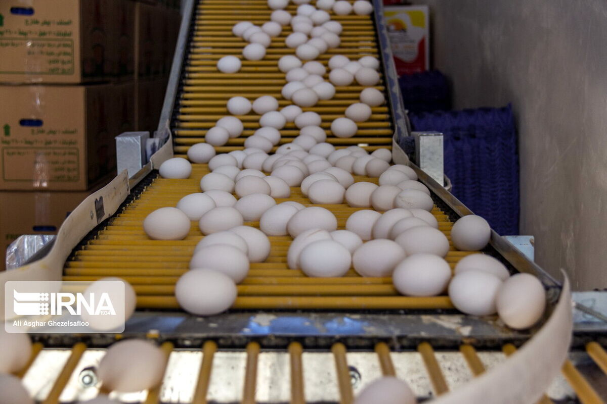 خرید تضمینی تخم‌مرغ/حمایت از مرغداران خراسان رضوی ضروری است