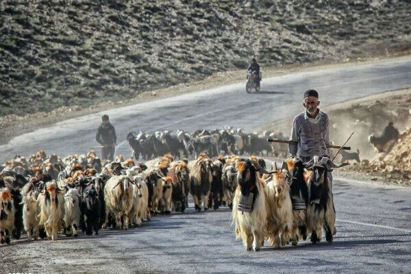 سایه سنگین خشکسالی بر دامداری ایلام/ دام ها حراج شدند