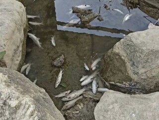 فاضلاب دلیل تلف شدن صدها ماهی در ماسوله رودخان گیلان