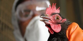 نخستین مورد انسانی ابتلا به آنفلوانزای پرندگان