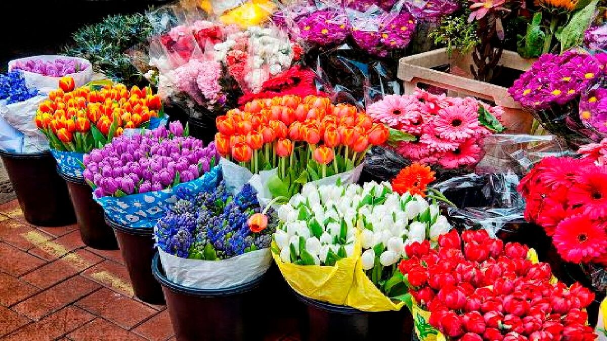 آمادگی دولت برای مقابله با رانت و قاچاق گل و گیاه