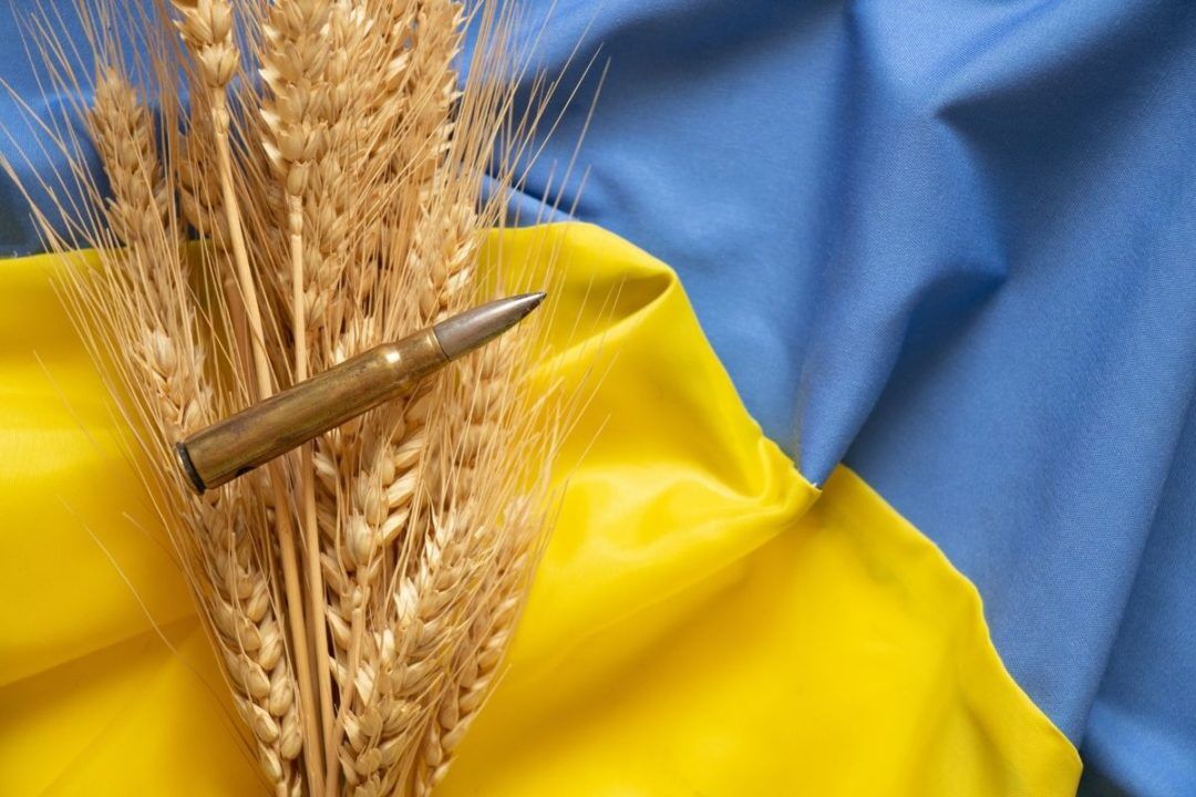 تشدید دغدغه جهانی گندم و غلات در سایه جنگ اوکراین