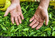 ۲۰ هزار تن برگ سبز چای از چایکاران گیلان و مازندران خریداری شد