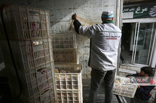 تشکیل ۱۸۹ پرونده تخلف برای مراکز عرضه و فروش مرغ در مشهد