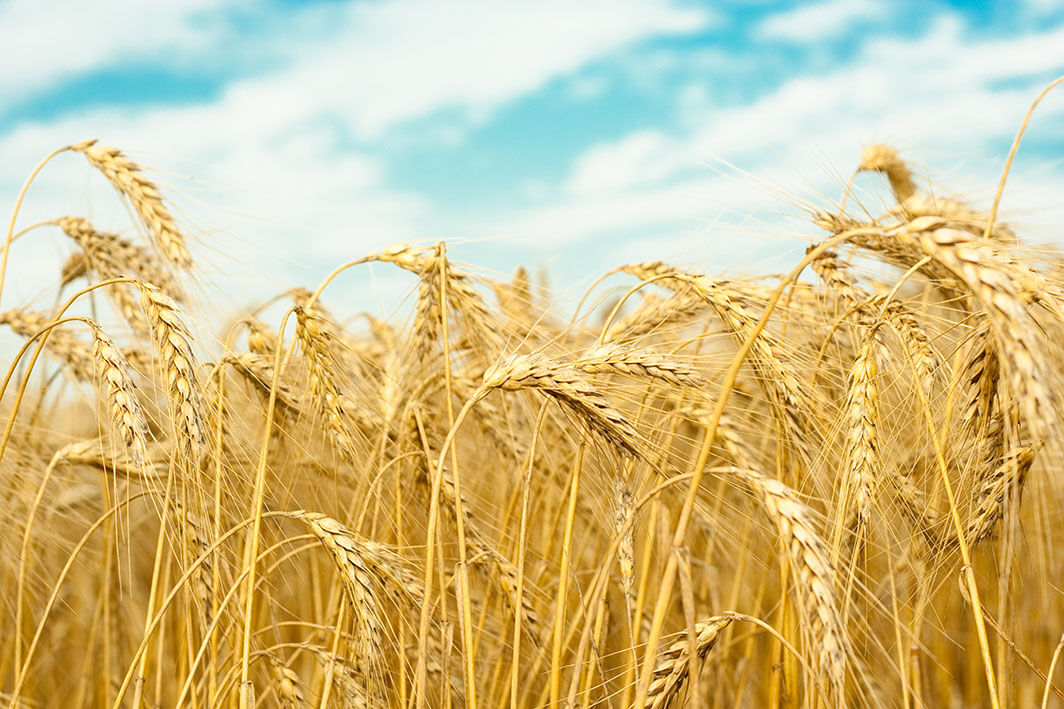 قیمت جهانی گندم در یک روز ۴۴ دلار کاهش یافت 